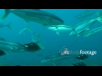 Kingfish 2 1371